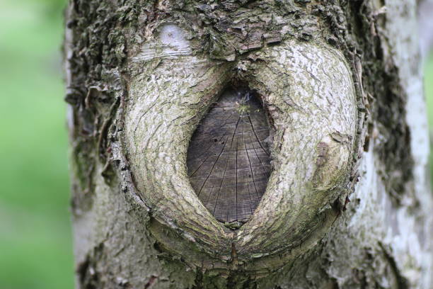 istock Closeup of a wound on a tree's gray bark 1436675529