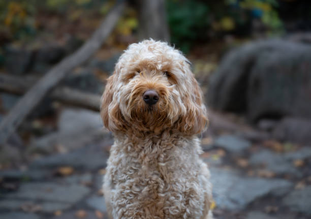 istock Closeup portrait of a cute Labradoodle 1436675602