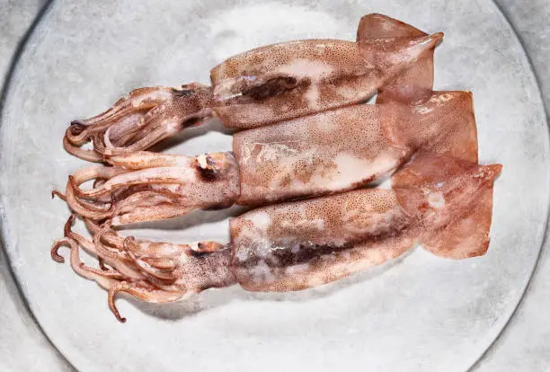 Fresh uncooked  flying squid  fish on gray plate