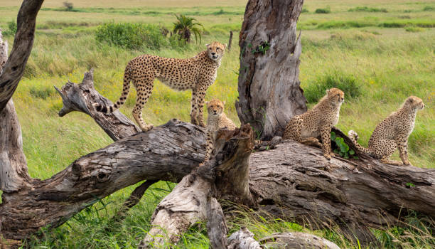 colpo ravvicinato di animali di acinonyx jubatus raineyii che giacciono sui rami degli alberi crudi in tanzania safari - delta dellokavango foto e immagini stock