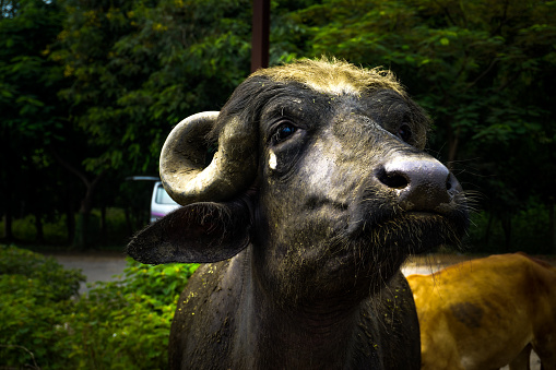 A closeup shot of a rural bull face with a white tear shaped birthmark