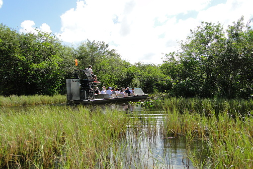 – March 24, 2012: A bright summer day with people riding on the Swamp boat tour in the Florida Everglades