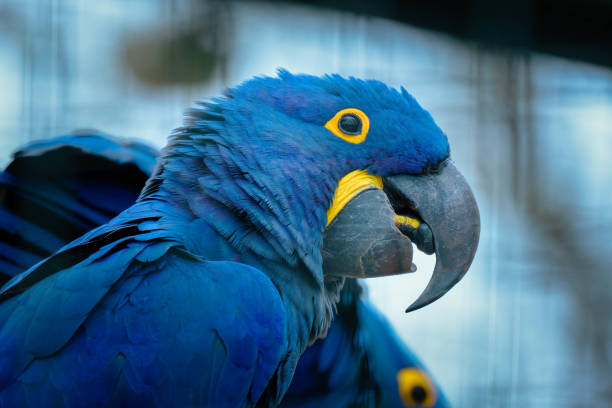 istock Macro view of a blue Hyacinth macaw (Anodorhynchus hyacinthinus) parrot 1436676401