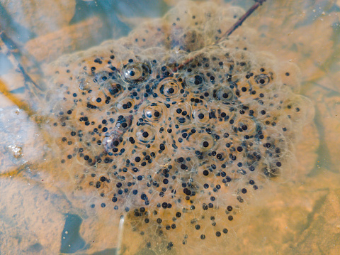 A top view of frog caviar and bubbles in a muddy water