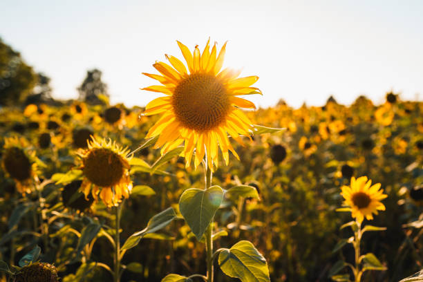 istock Beautiful sunflower field on a sunny day 1436676525
