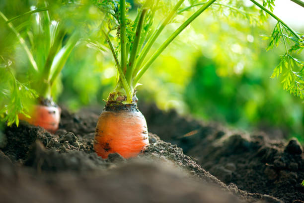 istock Organic carrots. Carrot growing closeup 1436676597