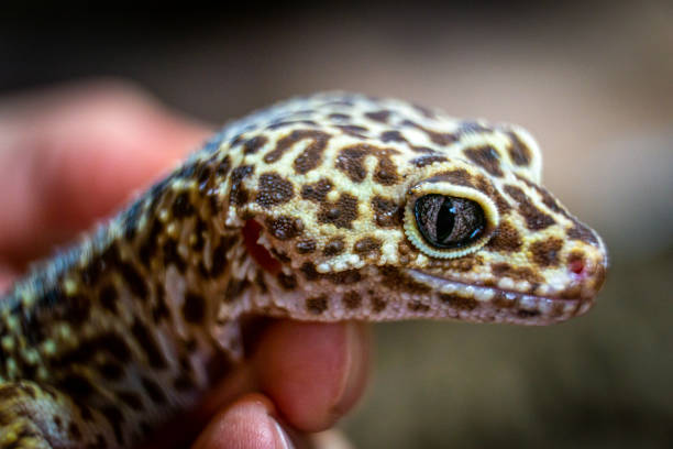 istock Closeup of a leopard gecko lizard 1436676659