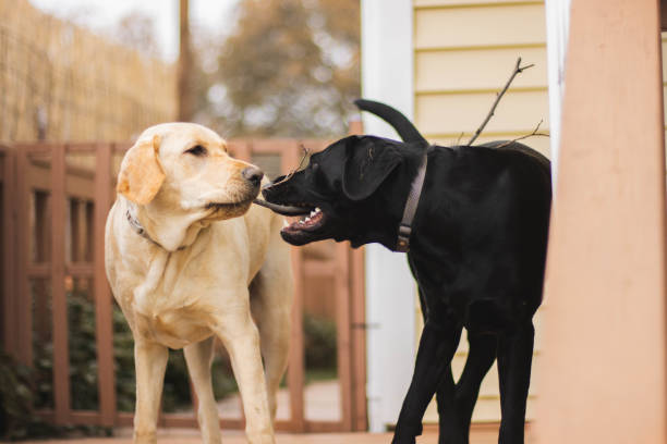 istock Closeup of two Labradors playing with each other. 1436676997