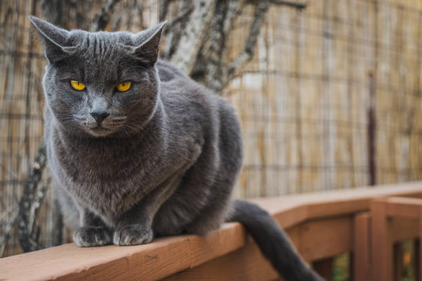 closeup of the gray cat with yellow eyes on the wooden handrail. - 傳教士藍貓 個照片及圖片檔