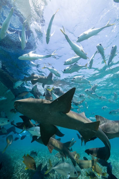 istock Closeup shot of gray reef shark 1436677637