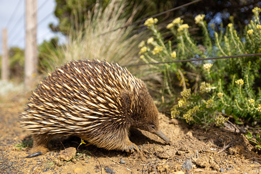 A close-up shot of a cute brown Echidna in the forest in spring