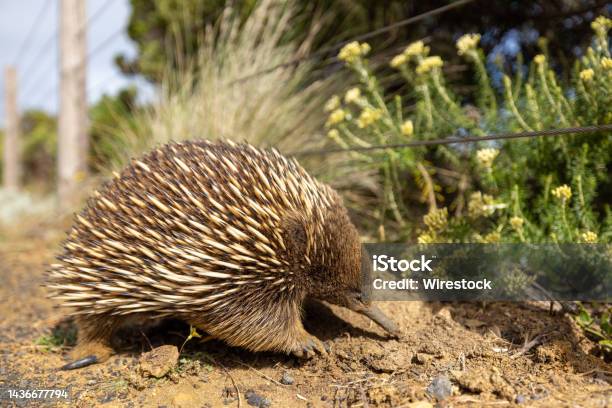 Closeup Shot Of A Cute Brown Echidna In The Forest In Spring Stock Photo - Download Image Now
