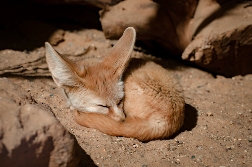 A closeup shot of a cute baby Fennec Fox, vulpes zerda