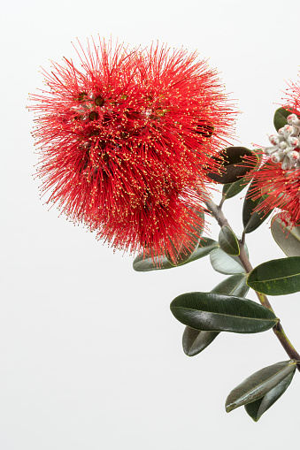 Vibrant red flowers of New Zealand's summer flowering Pohutakawa tree. A member of the myrtle family the flowers provide nectar for birds and insects.