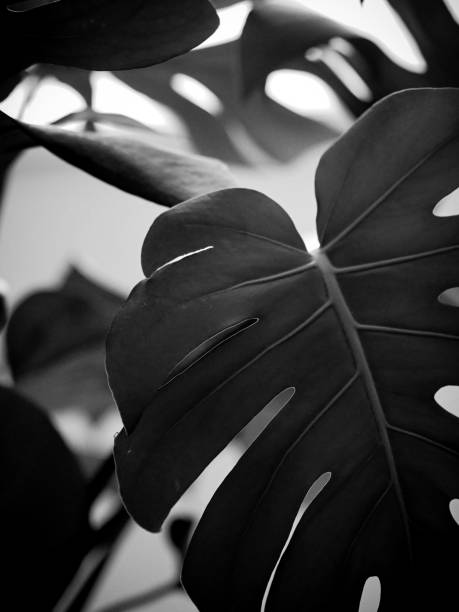 istock Grayscale selective focus shot of a monstera plant leaf with blurred background 1436678739