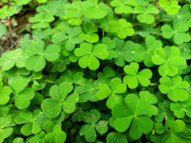 istock Lucky Irish Four Leaf Clover in the Field for St. Patricks Day 1436678854