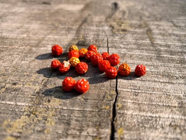 nasiona ashwagandhy, z suchymi nasionami somniferared - cherry dry fruit food zdjęcia i obrazy z banku zdjęć