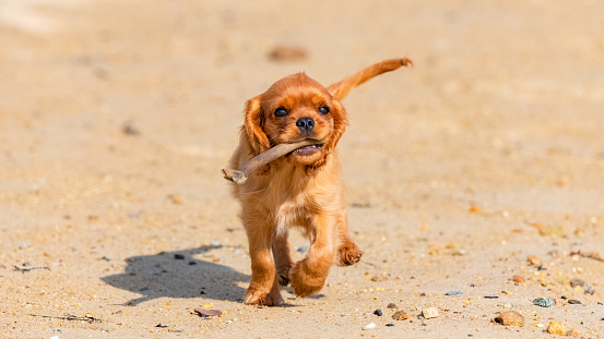 A dog cavalier king charles, a ruby puppy playing on the beach with a piece of wood