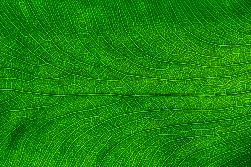 A natural green plant leaves texture