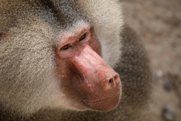 istock Closeup of a male Hamadryas baboon 1436679089