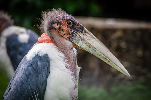 A closeup shot of a Marabou stork sitting patiently with other storks in the background
