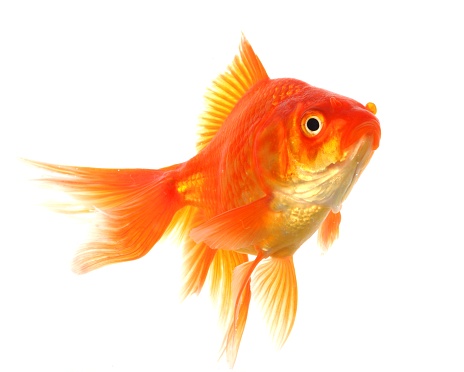 A swimming single goldfish isolated on white showing loneliness concept