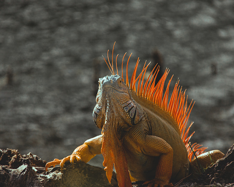 Selective focus shot of orange iguana in Miami, Florida