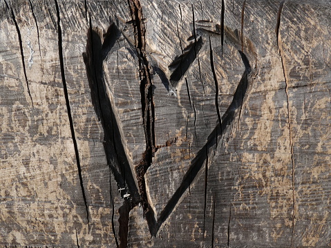 A close-up shot of heart shape carved into a tree trunk in bright sunlight