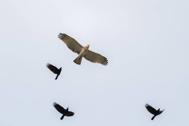 istock Low angle shot of flying short-toed snake eagle (Circaetus gallicus) and black eagles 1436679486