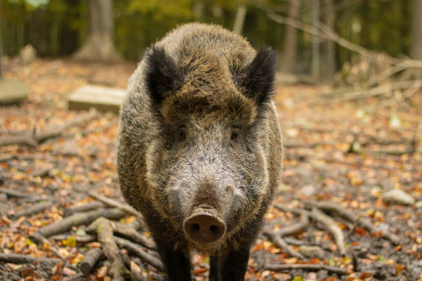 istock Closeup of a Wild boar in the forest 1436679533