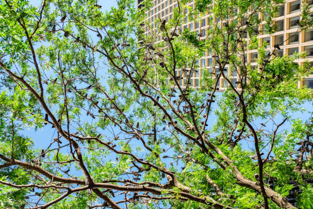 A low angle shot of birds resting on a green leaved tree against modern building and blue sky on a sunny day in Chicago downtown, United States