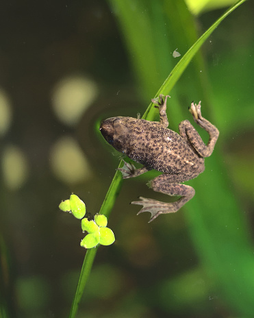A closeup of an African Dwarf Frog swimming in the lake
