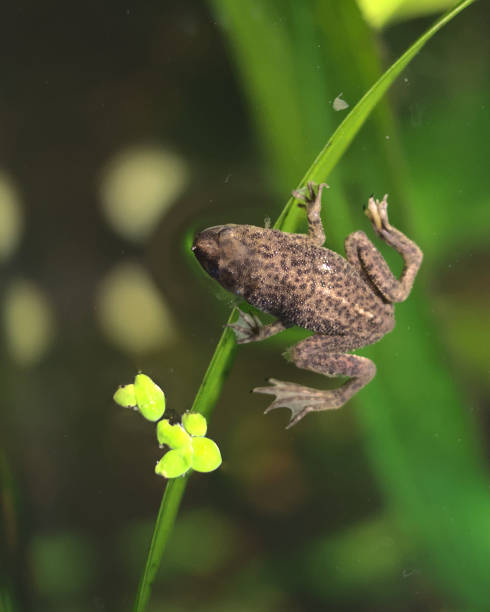 close-up de um sapo anão africano nadando no lago - african dwarf frog - fotografias e filmes do acervo