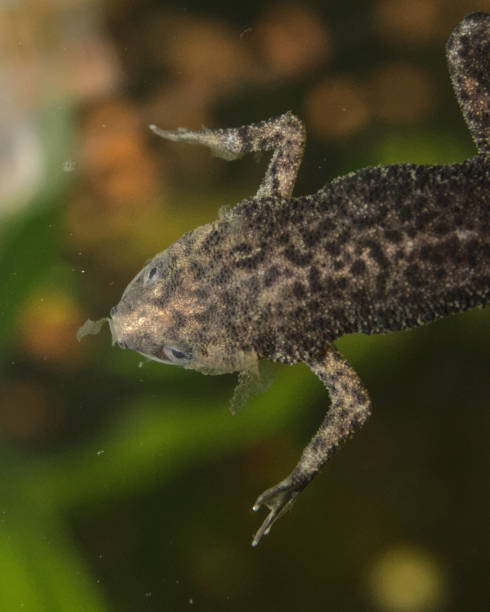 close-up de um sapo anão africano nadando no lago - african dwarf frog - fotografias e filmes do acervo