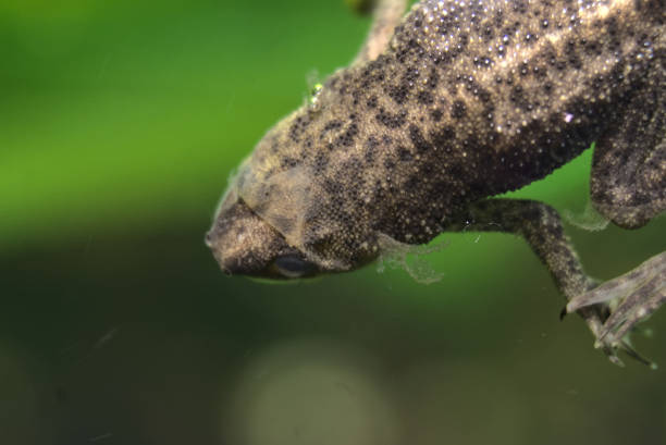 아프리카 난쟁이 개구리의 클로즈업 - african dwarf frog 뉴스 사진 이미지