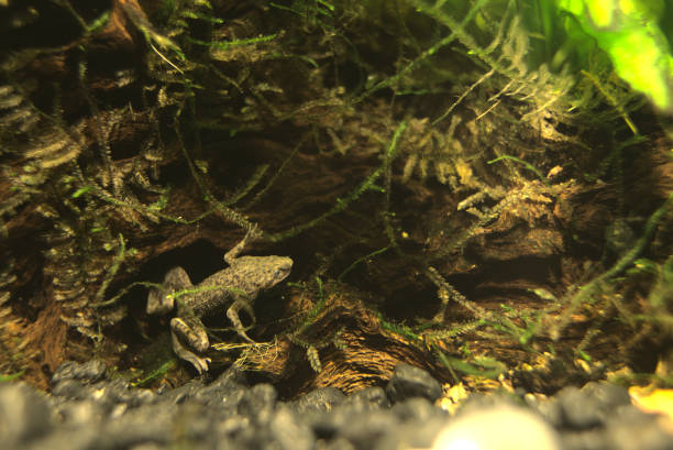 호수에서 아프리카 난쟁이 개구리의 클로즈업 - african dwarf frog 뉴스 사진 이미지