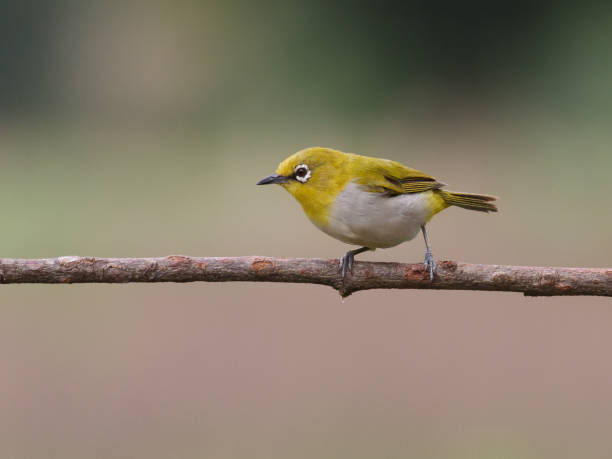 istock Shallow focus Indian white-eye bird standing on a tree branch with a blurry background 1436679692