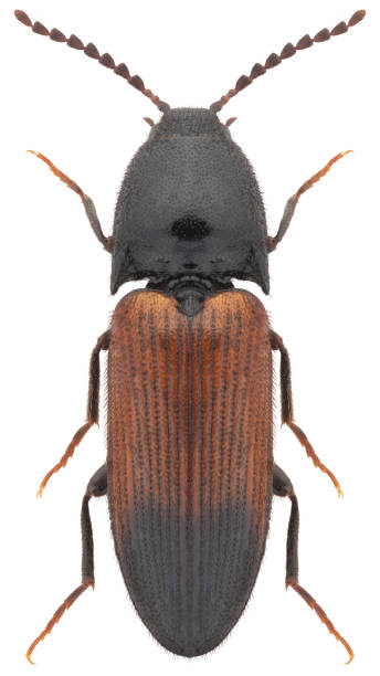 istock Ampedus balteatus beetle specimen 1436679712