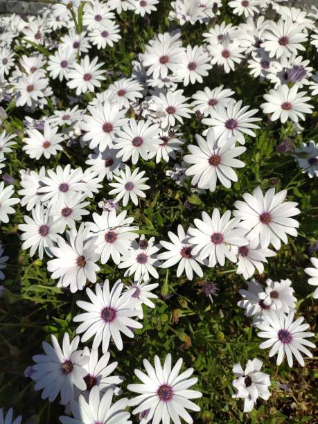 istock Vertical shot of white osteospermums growing in a field 1436679717