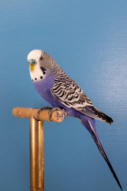 istock Vertical closeup of the common parakeet on the perch. 1436679805