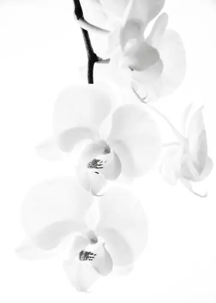 Photo of Grayscale shot of the Orchids