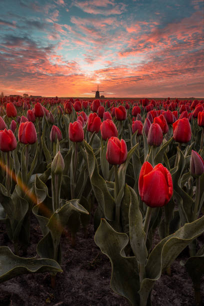 istock Vertical shot of red tulip fields in the Netherlands 1436680098