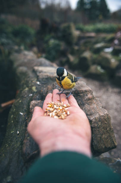 istock Selective focus shot of a person feeding a great tit with grain 1436680551