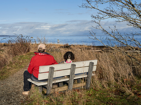 Campbell River, Canada – January 04, 2021: Man and his springer spaniel dog sitting on a bench amongst the tall dried grass at an ocean park.
