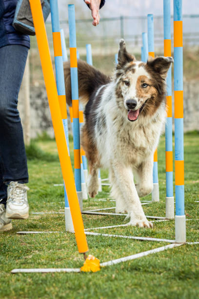 istock Selective of a dog on an agility field 1436680669
