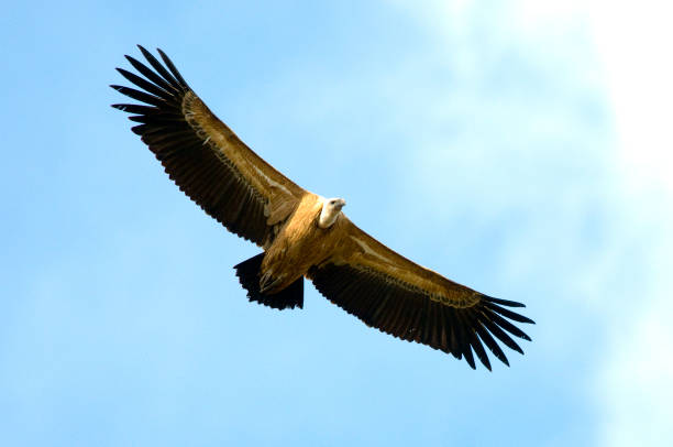 istock Low angle shot of a griffon vulture flying in the clear sky 1436680757