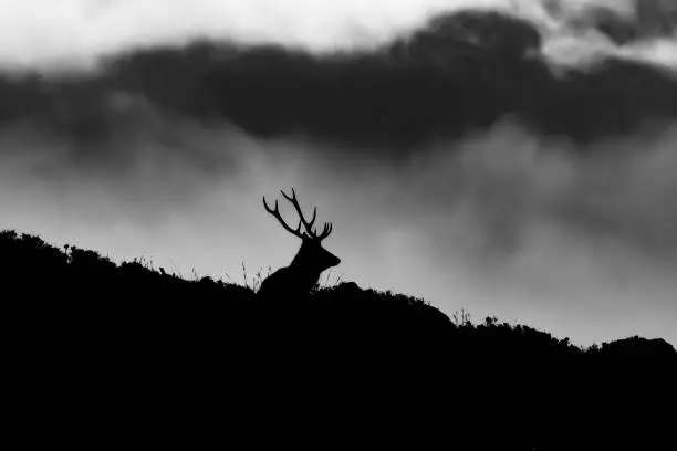 A grayscale view of a stag silhouette on a hill at Loch Muick, near Balmoral in Scotland