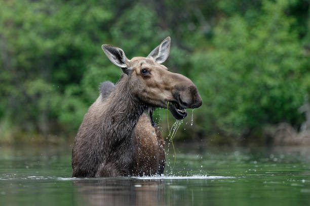 vache orignal se nourrissant dans l’eau yukon, canada en été - yukon photos et images de collection