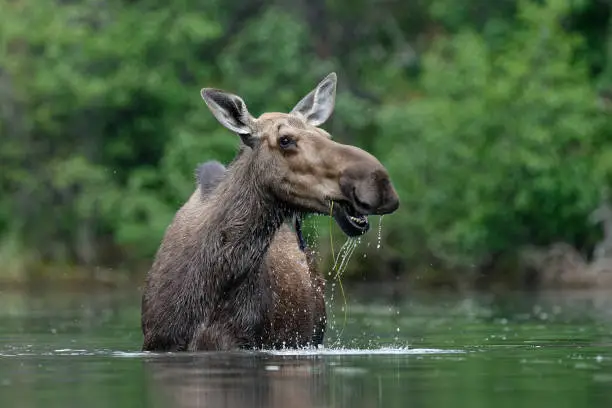 Photo of Cow moose feeding in water Yukon, Canada in summer