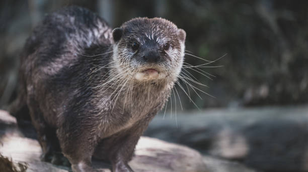 istock otters swimming and playing  peacefully 1436681239